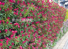 植物墻如何養護？