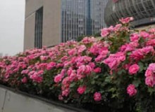 高架橋立體綠化應該選什么植物？