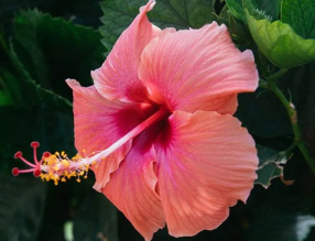 8月養(yǎng)這幾種花，花期長(zhǎng)還好養(yǎng)