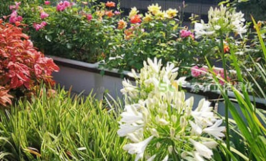 辦公大樓屋頂花園