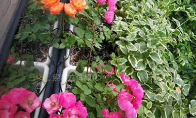 索爾大樓窗臺綠化美化