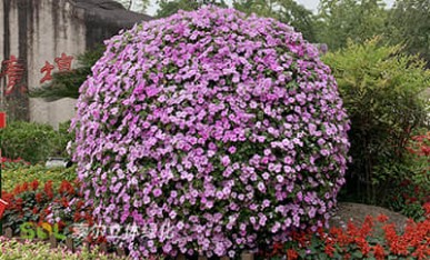 國慶廣場景觀提升