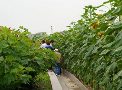 學校立體綠化解決方案簡介