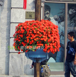 空中包燈桿綠化